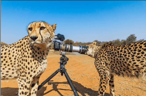 benny rebel malography niko nikolaidis kunst aus hannover fotokunst für den guten zweck jaguar leopard fotos afrika art