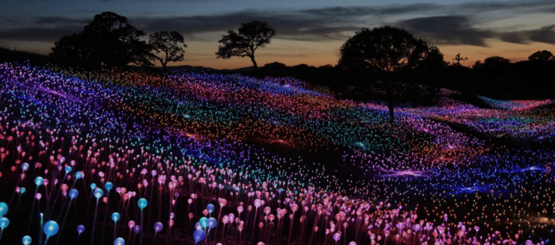 Bruce Munro Lichtkunst Kalifornien Field of lights
